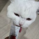 안산고양이무마취미용 고양이호텔 슈슈캣 고양이 백숙컷 후기