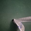 그루고개로 이미지