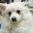 마음을 나누는 동물병원 이미지