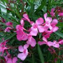11월 23일의 꽃은 '협죽도(Common oleander)' 이미지
