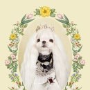 바니팰리스 이미지