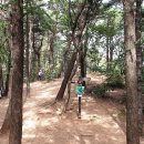 목상동 솔밭길 이미지