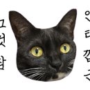 힐링그루밍 네이버블로그