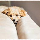 더펫 강아지분양 고양이분양 일산본점 이미지