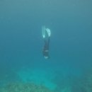 잠잠비치 | 보홀 알로나 비치 프리다이빙 후기 | 알로나비치 스노클링 프리다이빙 가능할까? 직접 해보니 완전 가능...