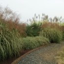 순천만 갈대밭 이미지