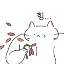 쁘띠 애견 이미지