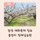 광양매화문화관 | 광양 매화축제 후기, 홍쌍리 개화 상황부터 주차까지 정리