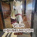 폐마목장 학대 피해마 백설이를 만나다ㅣ일산승마 마음치유 트레이닝 센터