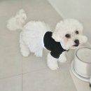 화이트클로젯 | [내돈내산]쭈쭈클로젯 화이트골드스타튜튜 드레스 OOTD 🐶