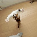 날으는고양이 이미지