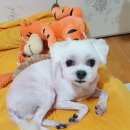 우주를 줄개 이미지
