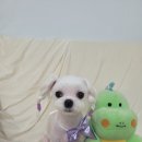 로이애견 이미지