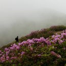 만인의 연인 황매산에서 이미지