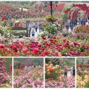 장미파크 이미지