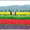 [4월 16일] 전국최대의 유채꽃축제와 영축산 이미지