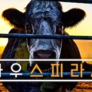 카우 이미지