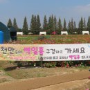 계양 아라온 2천만송이 백일홍 이미지