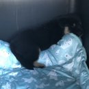 펫메이트 | [흑백진도] 펫메이트 바리켄넬 450 구매 후기 : 반려견 캐리어 이동장 구매 꿀팁