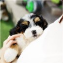 유어펫 라운지 강아지분양 | 미니 버니두들분양 유어펫라운지 여기는 찐!~