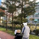 디럭스유모차 부가부 폭스1 대여 내돈내산 후기(유모차 구비 방법 비교)