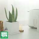주식회사 애기