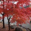 단풍나무 Acer palmatum Thunb. 이미지