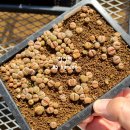 할리농장 이미지