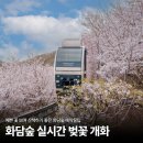 숲실제1소교량 | 서울근교데이트: 관주 곤지암 실시간 화담숲 벚꽃개화, 수선화축제 (모노레일 꿀팁)