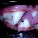 수노을동물병원 이미지