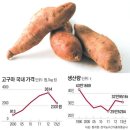 [Why] 거리에서 사라진 군고구마… 그 겨울날의 추억만 남아