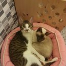 흑석24시동물병원 이미지