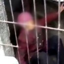 돼지우리 이미지