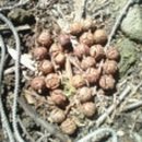 무재(無在) 이미지