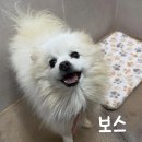 카리스마 이미지