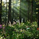 아침햇살 이미지