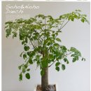 해피트리 이미지