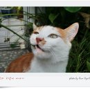 파피루스 이미지