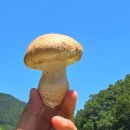 송화농장2 이미지