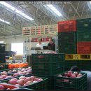 안동청과 이미지