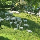 데미샘꿈그린 이미지