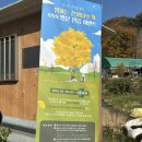 말하는 은행나무 | [칠곡 여행] 말하는 은행나무 : 가장 절정일 때 방문한 후기 ! (+주차장)