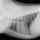 워너비 동물병원 이미지