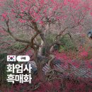 매화랜드 | 지리산 정기 가득 구례 화엄사 화엄매 흑매화 개화현황 방문후기