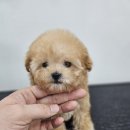 청주강아지분양 애견입양 애견미용 바른펫 이미지