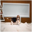 퍼피클래식 이미지