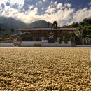 파티오커피 이미지