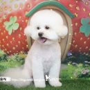 꿈꾸는강아지 | 전애견미용 '꿈꾸는강아지' 비숑 홍시의 전체 가위컷! 동글동글 귀툭튀컷 &amp; 스포팅 미용 후기