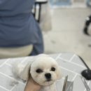 둥둥펫살롱 네이버블로그