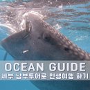 고래동물병원 | 세부 오슬롭 고래상어 투어 모알보알 스노클링 남부투어 예약 정보